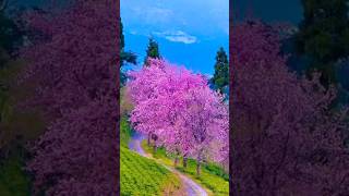 Beautiful cherry blossoms timi South Sikkim ❤️ youtubeshorts [upl. by Neirda658]