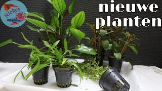 Wat doe ik met NIEUWE aquariumplanten Nickey [upl. by Doi46]