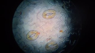 Práctica de observación de estomas Observation of stomata in plant epidermis [upl. by Emmerie]