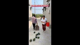 Free watermelon to eat not sweet [upl. by Ithnan]