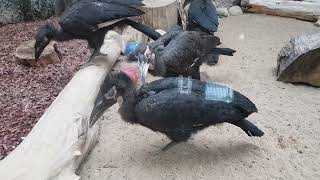 A group of juvenile African ground hornbills [upl. by Jair]