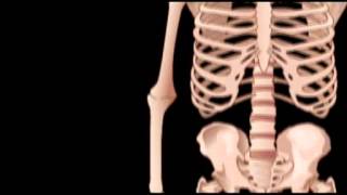 The Skeletal System Updated 2013 [upl. by Sirraj]