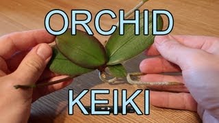 Repotting an Orchid Keiki  Phalaenopsis Orchid Keiki [upl. by Arnuad660]