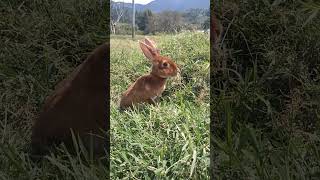 Sabías que existe una raza de conejo que destaca por su pelaje 🐇 [upl. by Resee721]