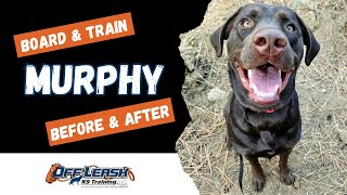 Labrador Retriever 11 mo quotMurphyquot  Incredible Chocolate Lab Obedience Training Spokane [upl. by Okier]