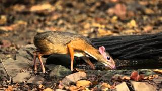 Lesser MouseDeer drinking [upl. by Kahlil]