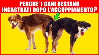 Perché I Cani Restano Incastrati Dopo LAccoppiamento [upl. by Vallonia485]