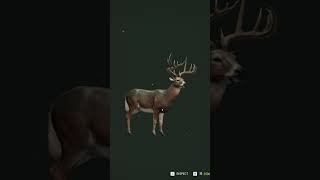 Diamond Whitetail 💎 hunting cotw thehuntercallofthewild deer deerhunting whitetaildeer [upl. by Akihsat940]