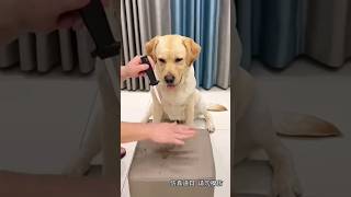 Funny dog6funnyanimals funny funnyvideo funnymoments terikhatirmainduniyamainbadnaamhoon [upl. by Aznecniv]