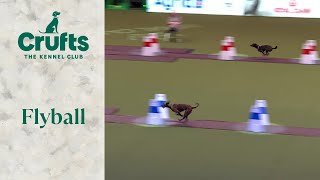 Flyball Team The Last 16  Crufts 2024 [upl. by Jaella211]