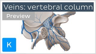 Veins of the Vertebral Column preview  Human Anatomy  Kenhub [upl. by Aleakam935]