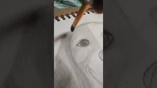 dog sketch part 2 vrialshort shortvideo drawing [upl. by Ludeman]