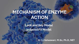 Mechanism of Enzyme Action  Lock amp Key  Induced Fit Model [upl. by Ioves]