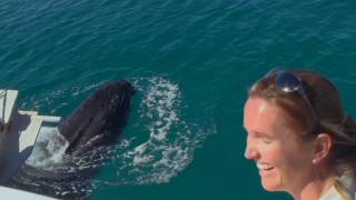 Whales Then and Now  Tangalooma Whale Stations History [upl. by Aneez]