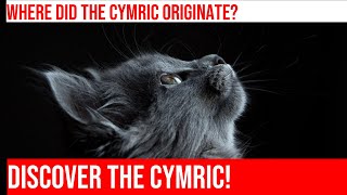 The Fascinating History of the Cymric Cat [upl. by Timmy]