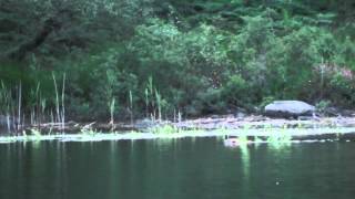 Beaver spotted in Knapdale [upl. by Adnuhsat]