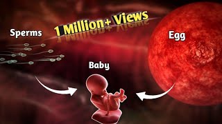 The Journey of Sperm and Egg The Fertilization Process  Pregnancy  Conception Explained in Urdu [upl. by Eiresed360]