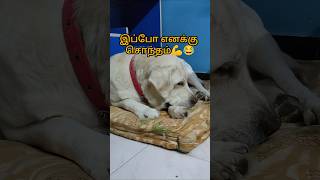 ஆதியின் அலப்பறை😇funny cute freefire short comedy yt dog cute [upl. by Brandise948]