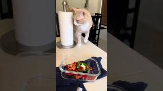 HousePet Sitting amp Eating Healthy [upl. by Evander]