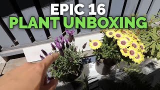 16 Plant HAUL Unboxing amp Transplanting Houseplants Herbs Ferns and Flowers [upl. by Jecho]