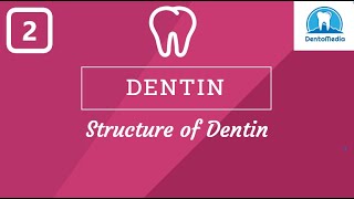 DENTIN STRUCTURE OF DENTIN [upl. by Yhtir365]