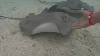 Nadando con mantarrayas en San Andres [upl. by Atnauqahs]