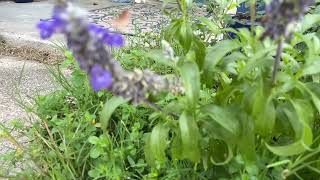 Slow Motion Inornate Pyrausta Moth [upl. by Nelo]