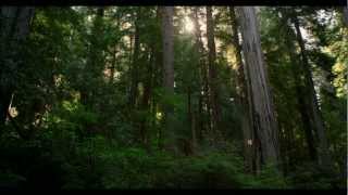 REDWOOD NATIONAL PARK IN 4K Ultra HD [upl. by Uhthna]