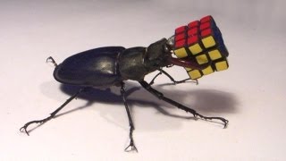 Monster Stag Beetle Holds Rubiks Cube [upl. by Brandtr]