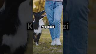 Köpek Tuvalet Eğitimi İpuçları köpek köpekeğitimi shorts youtubeshorts youtubeshortsvideo [upl. by Dnama]