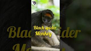 black spider monkey September 2024pukhtanarelaxingworldsurvivingvlogs animals [upl. by Nosnarb]