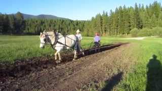 Doc Barbara and Solven plowing with single horse drawn plow [upl. by Ennasus]