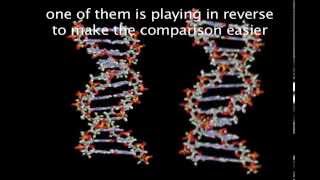 DNA has a top and bottom this video is wrong [upl. by Nwhas]