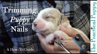 How to Clip Your Puppys Nails [upl. by Alfy]