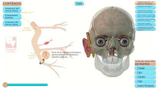 APLICACION INTERACTIVA NERVIO FACIAL [upl. by Inattyrb771]