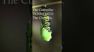 Watch The Amazing Transformation Into A Chrysalis insect [upl. by Yeniffit]