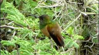 ENDEMIC  ChestnutBellied Hummingbird  Saucerottia castaneiventris Bogota Birding [upl. by Oskar]