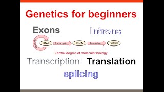 Central dogma of molecular biology Transcription TranslationExonsIntronsGenetics for beginners [upl. by Carmena]