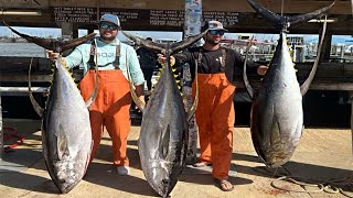 500 LBS in 30 MINUTES  EPIC Tuna Catch Clean amp Cook [upl. by Esiuqcaj622]