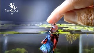 Betta Fish Male VS Female in High Jump [upl. by Ekeiram]