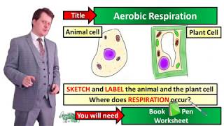 Aerobic Respiration  Biology  KS3  Key Stage 3  Mr Deeping [upl. by Yesrod426]