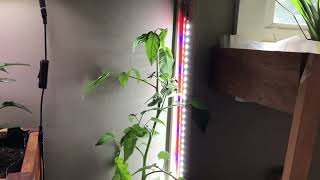 How to grow tomatoes indoors [upl. by Yelhak]