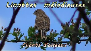 LINOTTE MELODIEUSE chant [upl. by Palmore]