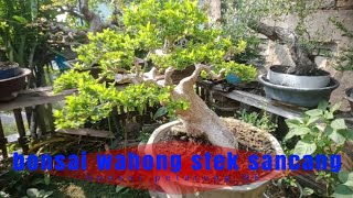 bonsai wahong stek sancang [upl. by Allmon]