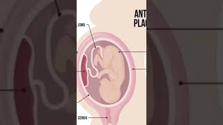 Anterior placenta in tamilanterior placenta means which baby bornwhat is placenta in tamil [upl. by Hartmann]