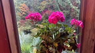 Bringing Geraniums indoors for winter [upl. by Stefanie]