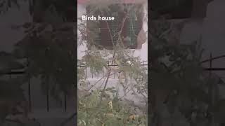 Birds house like n subscribe 😁 [upl. by Casavant]