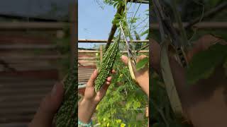 Harvesting pumpkin buds eggplants bottle gourd bitter melon gardening [upl. by Irmine]