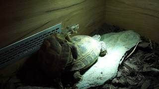 Russian tortoise mating [upl. by Nylrebma914]