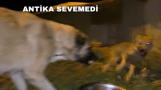 WOLF’LA İLK TEMASLAR ELLERİMLE ET YEDİRDİM KÖPEKLERE ALIŞIYOR [upl. by Yuu]